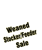 Weaned Stocker/Feeder Sale